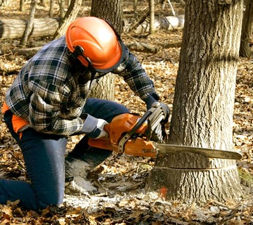 Tree Removal in Atlas, MI